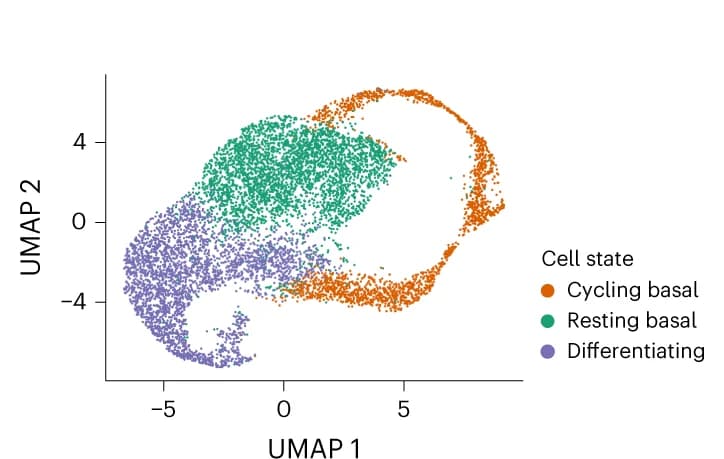 Open access visualization of UMAP, UMAP Plot, Keratinocytes, Cycling Basal, Resting Basal