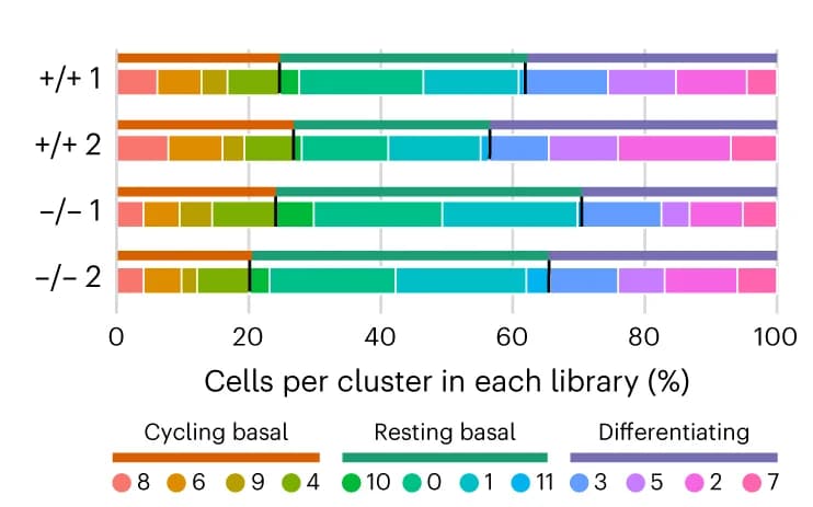 Open access visualization of Stacked Bar Plot, Stacked Bar Charts, Keratinocytes, Cell State, Cell Cluster