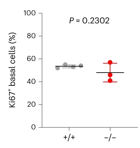 Open access visualization of Scatter Plot, Error Bars, Proliferative Basal Cells, Ki67 Staining, KRT14 Staining