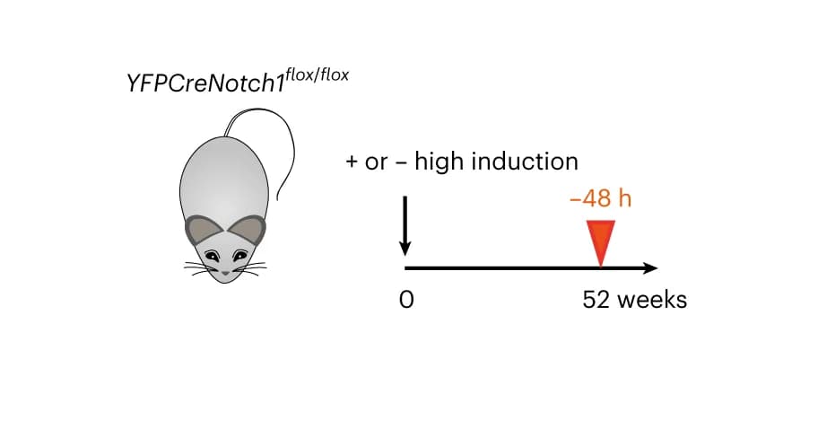 Open access visualization of Workflow, Illustration, YFPCreNotch1 flox/flox Mice, EdU Injection