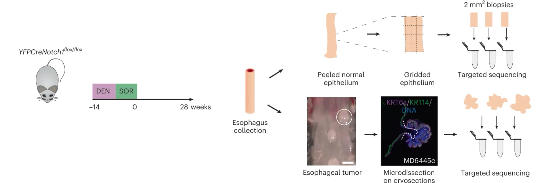 Open access visualization of Workflow, Illustration, Mice, Tumors, Epithelium