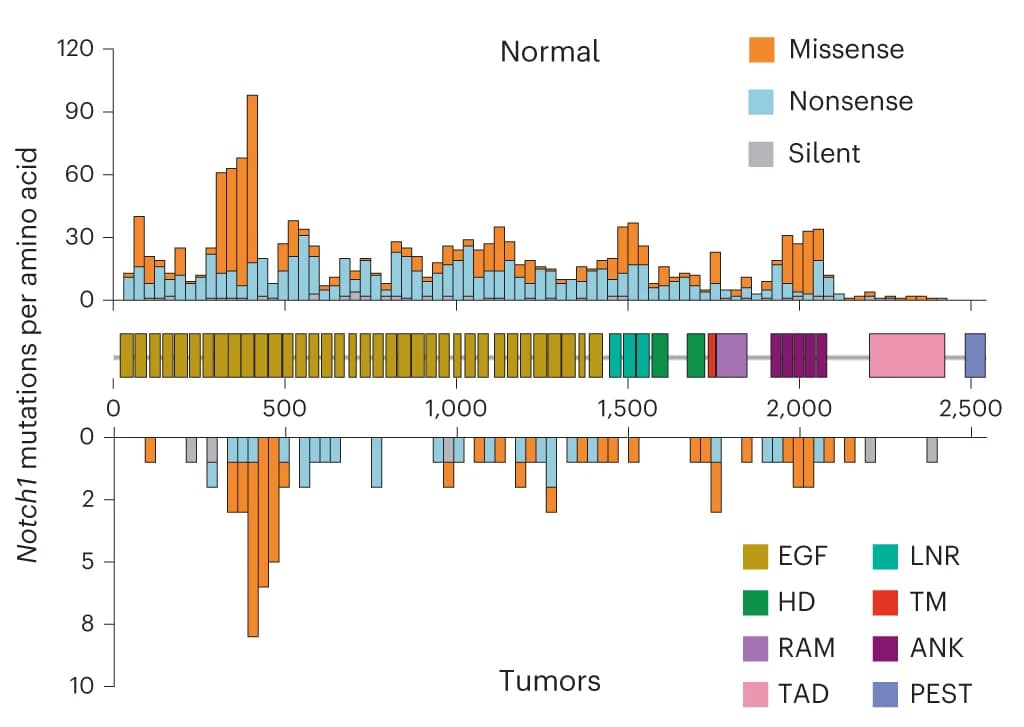 Open access visualization of Stacked Bar Plot, Bar Plot, Notch1 mutations, Amino acid, NOTCH1 protein domains