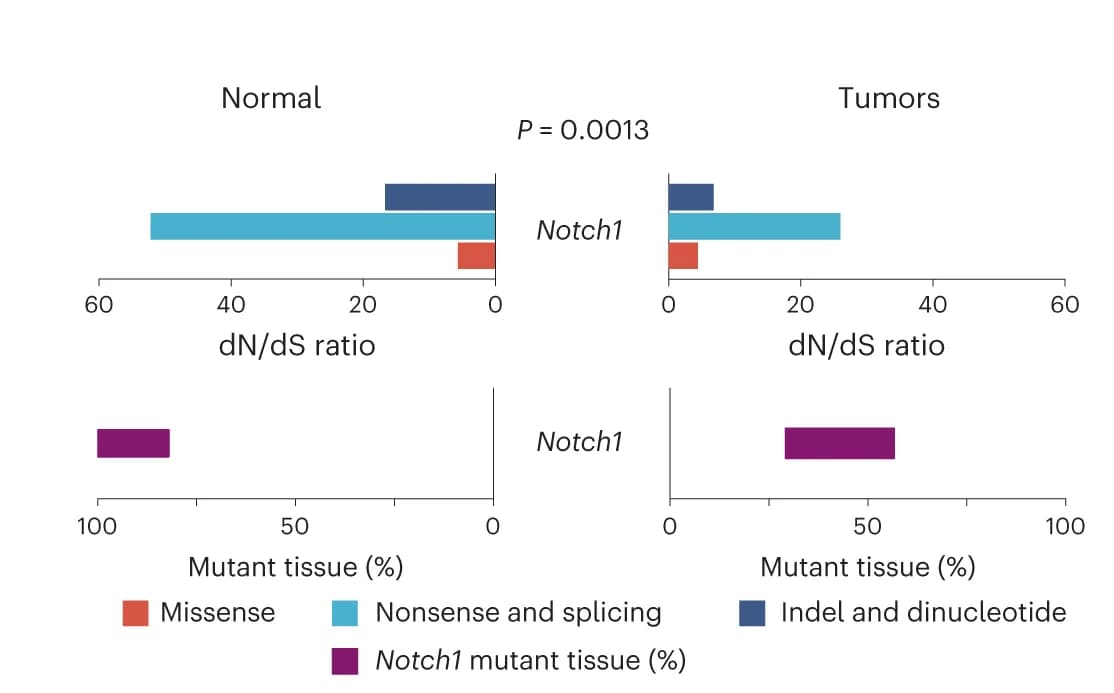 Open access visualization of Bar Plot, dN/dS ratio, Notch1 mutations, Epithelium, Biopsies