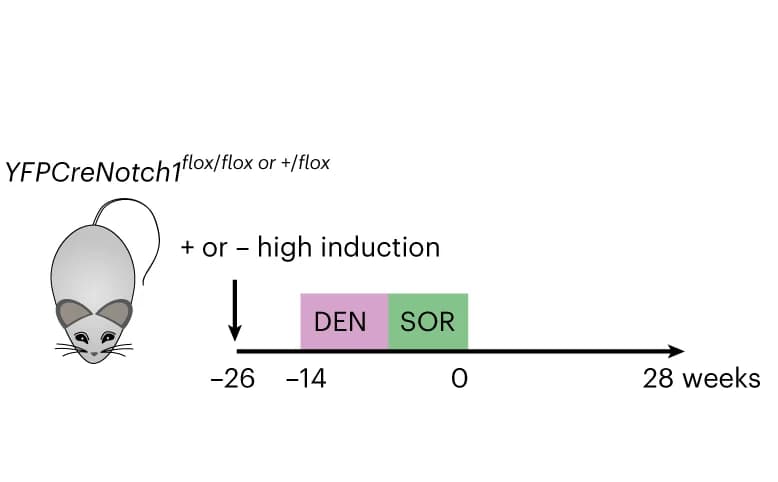 Open access visualization of Workflow, Illustration, YFPCreNotch1 mice, DEN, SOR
