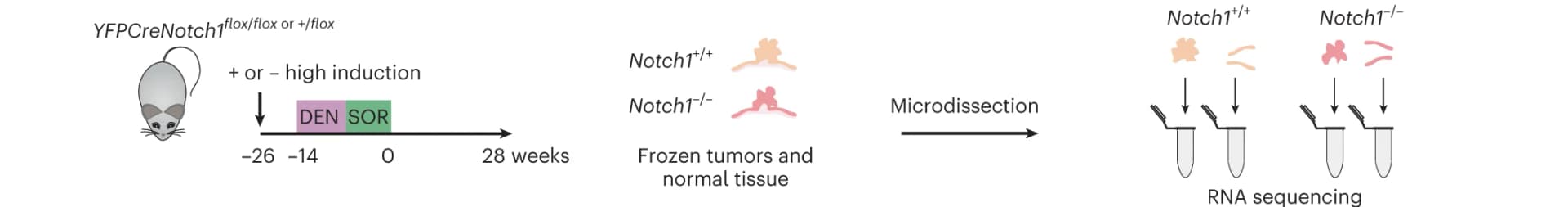 Open access visualization of Workflow, Illustration, Esophageal Tissue, Tumors, RNA Sequencing