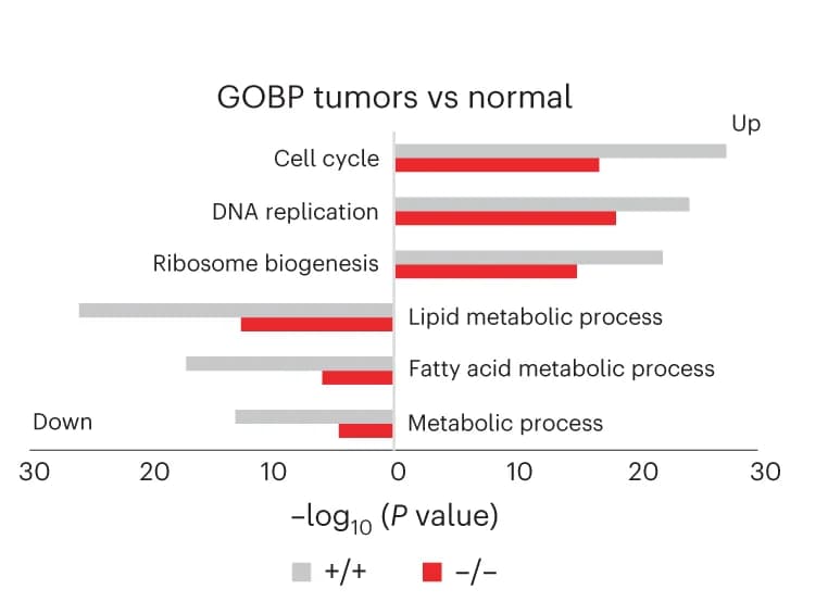 Open access visualization of Bar Plot, Gene Ontology Biological Processes, Tumors, Normal Epithelium, Genotypes
