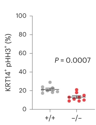 Open access visualization of Scatter Plot, Error Bars, pHH3, KRT14, Keratinocytes