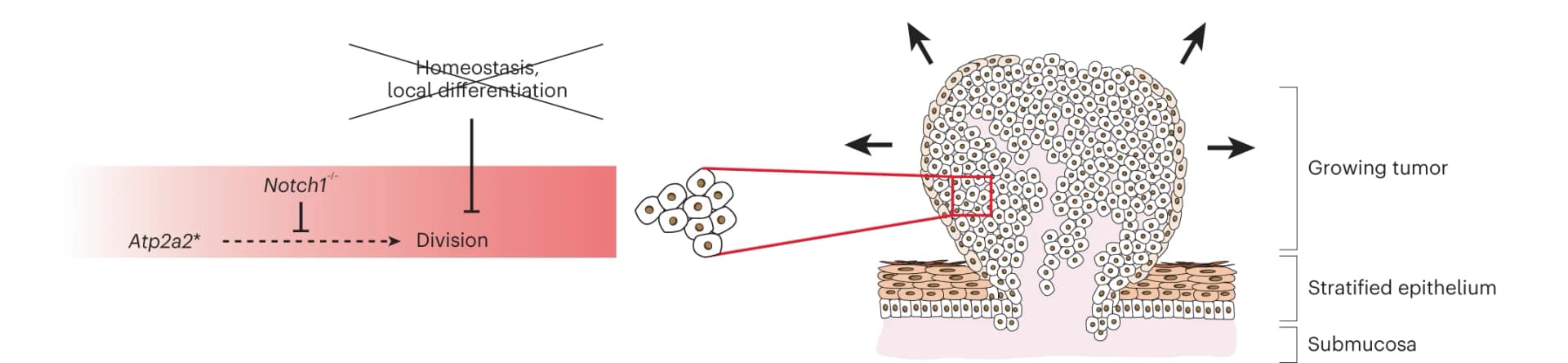 Open access visualization of Illustration, Workflow, Tumors, Notch1, Atp2a2