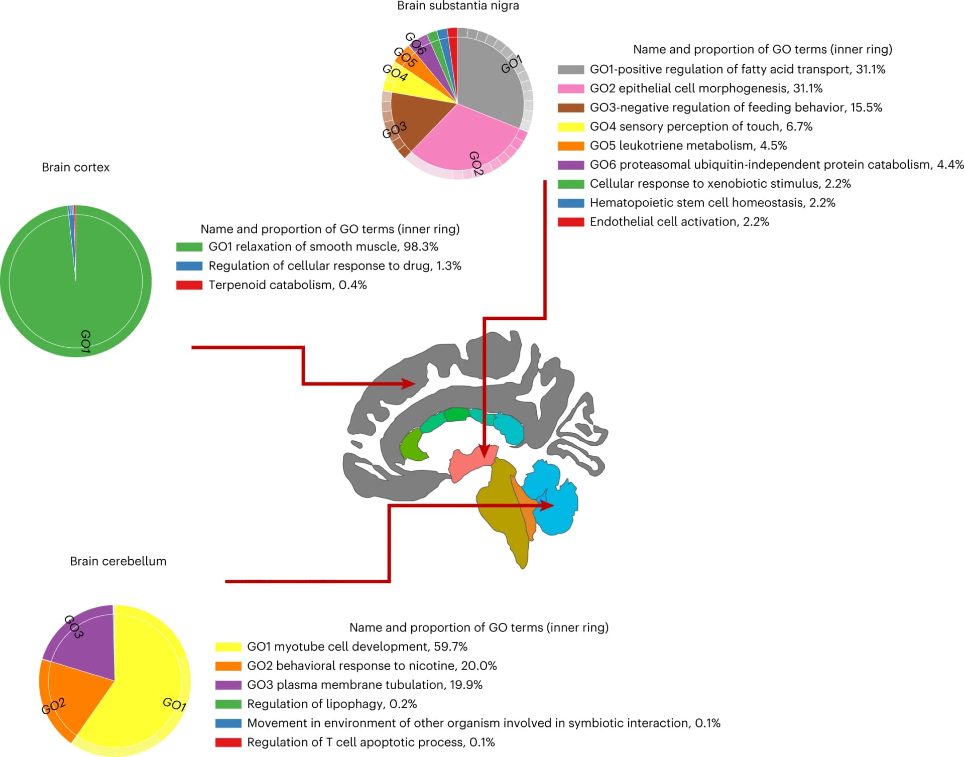 Open access visualization of Pie Chart, REVIGO, GO Terms, Brain Regions, Cortex