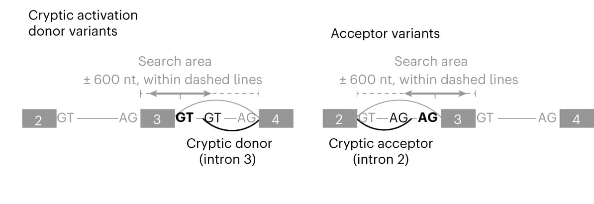 Open access visualization of Illustration, Cryptic Activation Events, Split-Reads, Acceptor, Donor
