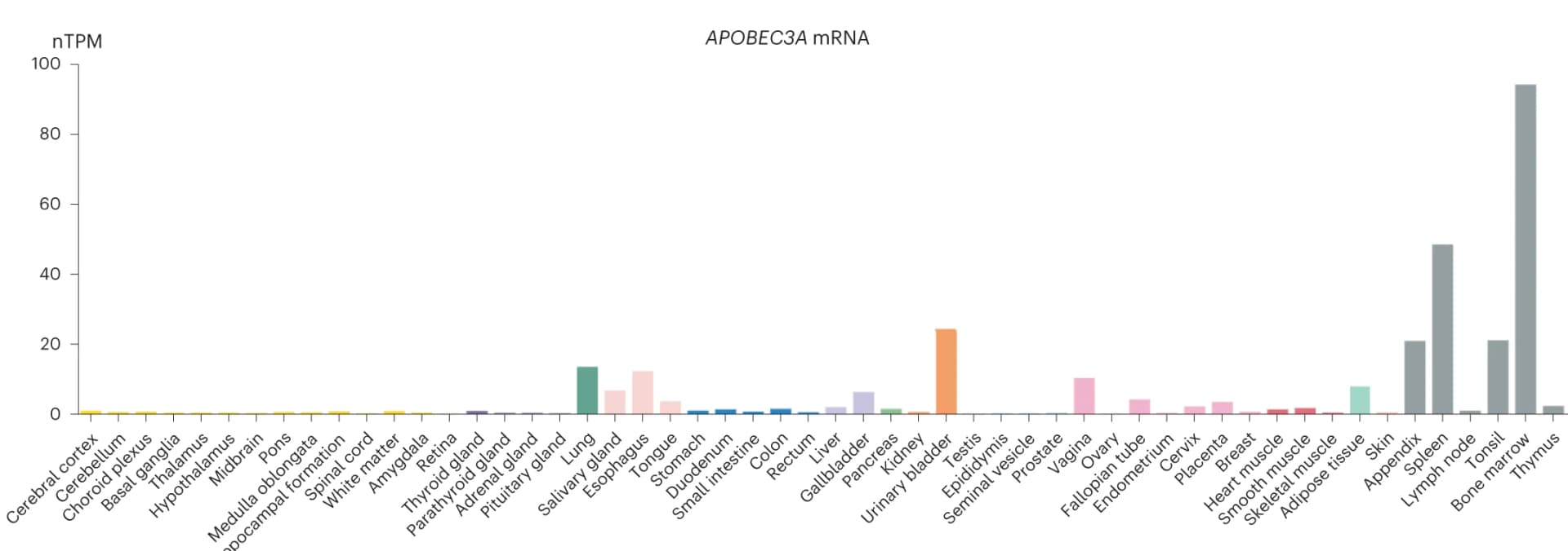 Open access visualization of Bar Plot, APOBEC3A, Bulk Tissue, Gene Expression, Duodenum