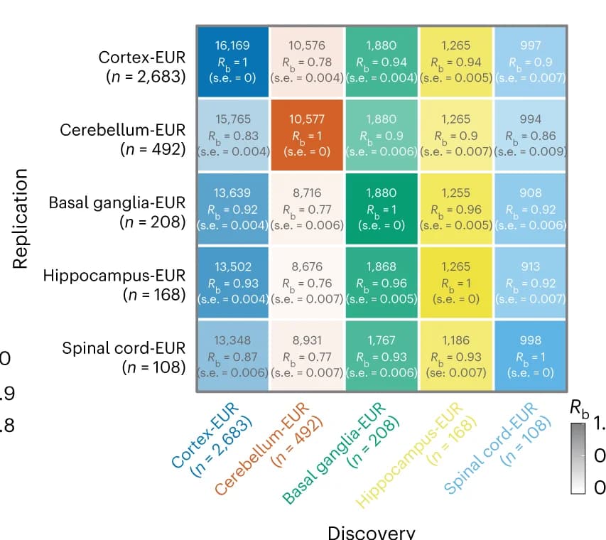 Open access visualization of Heatmap, Overlapping eQTLs, Primary cis-eQTLs, Brain regions, EUR datasets