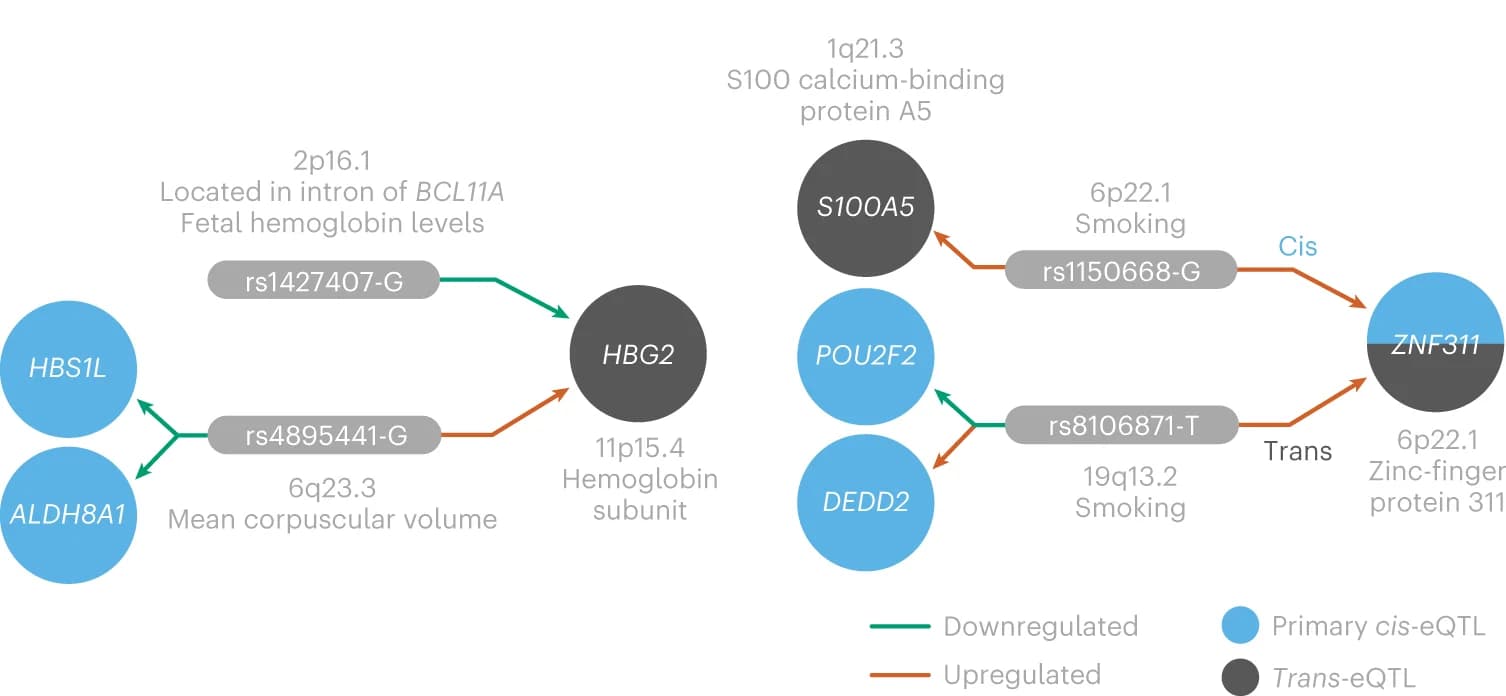 Open access visualization of Pathway, Convergent Effects, SNP, Gene, trans-eQTL