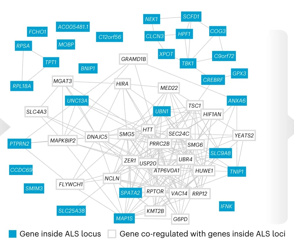 Open access visualization of Network, Pathway, Co-regulation Network, MetaBrain Samples, Genes