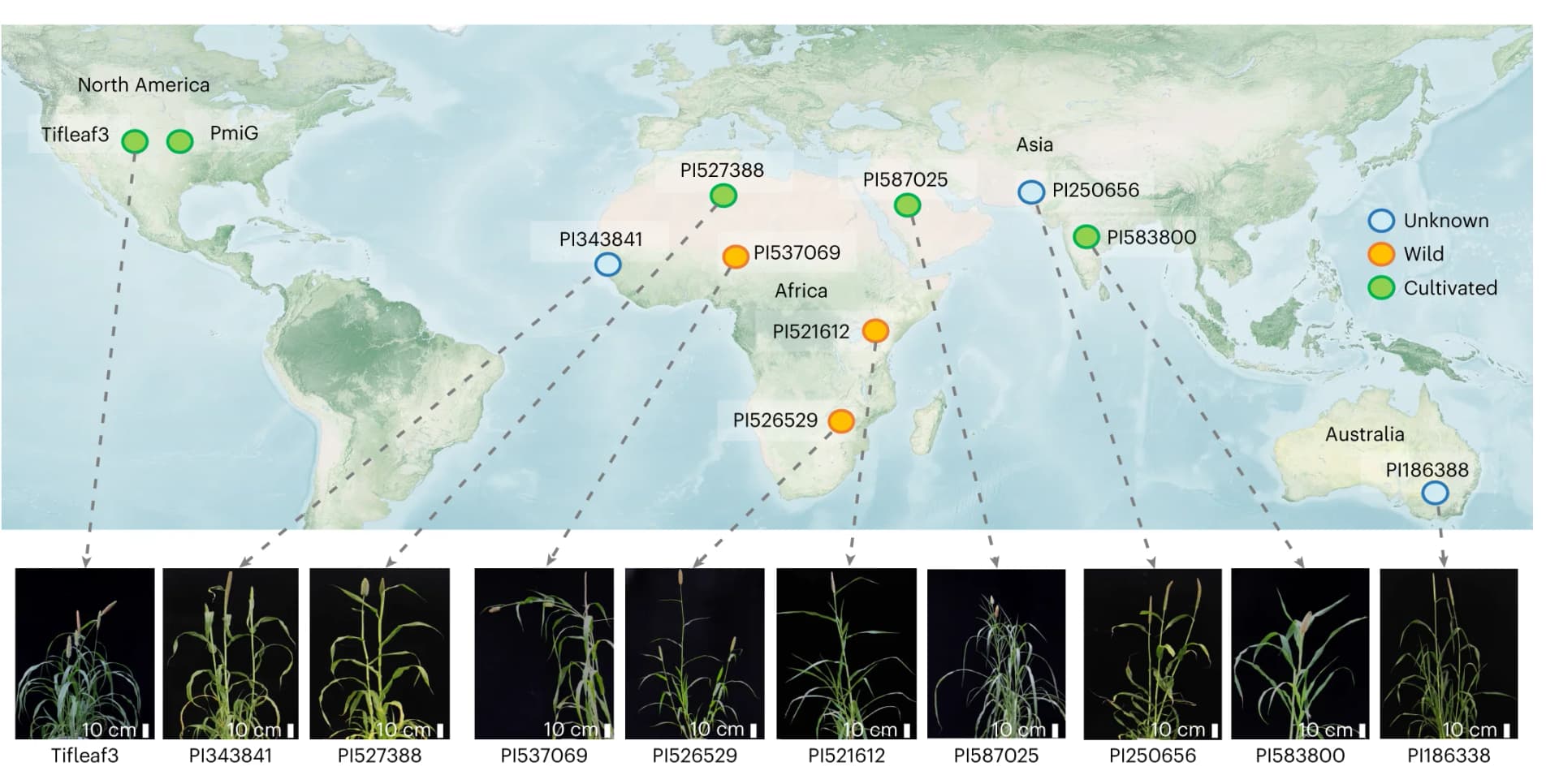 Open access visualization of Geo Map, Photo, Pearl Millet Accessions, Geographical Map