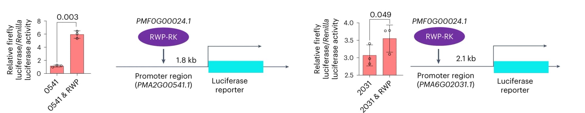 Open access visualization of Bar Plot, Error Bars, Workflow, Dual luciferase assays, RWP
