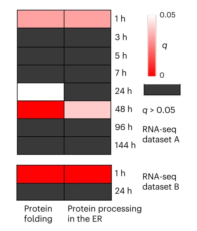 Open access visualization of Heatmap, Differentially Expressed Genes, High Temperature Stress, Time Points, Accessions