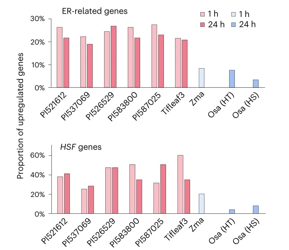 Open access visualization of Bar Plot, Clustered, ER-related genes, HSF genes, Heat Treatment