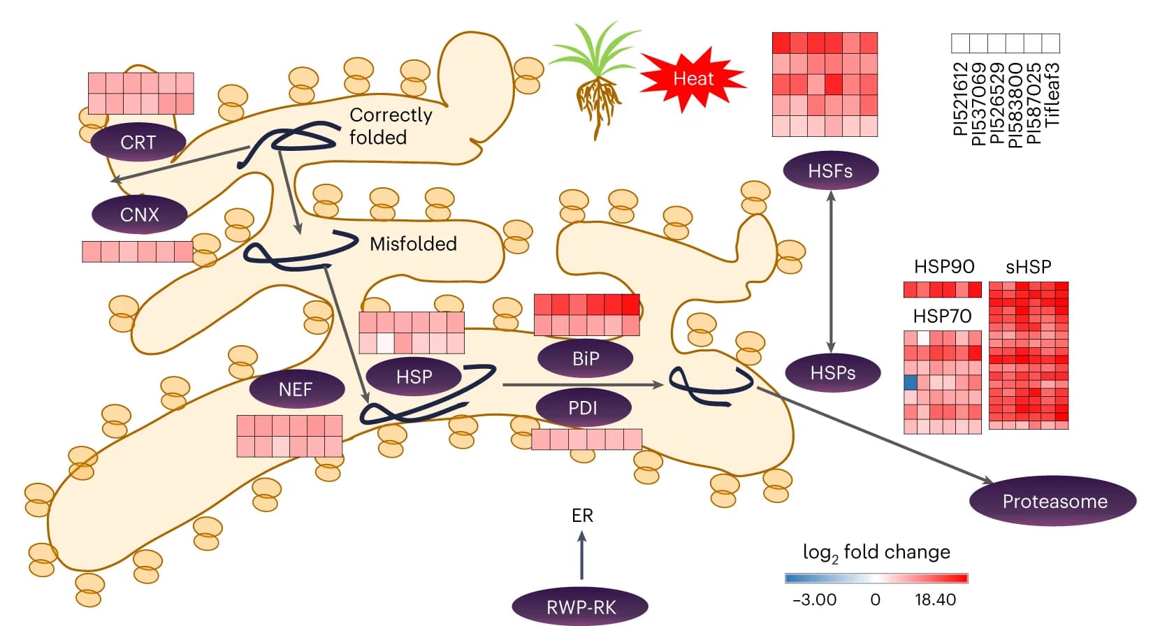 Open access visualization of Workflow, Heatmap, Activation Network, Pearl Millet, Heat Stress