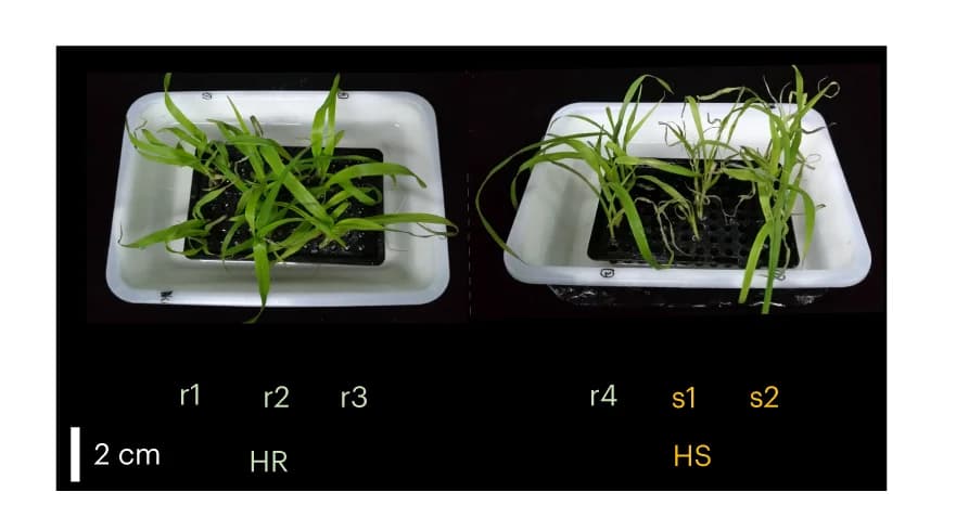 Open access visualization of Photo, Phenotype, Accessions, Heat Treatment, Plants