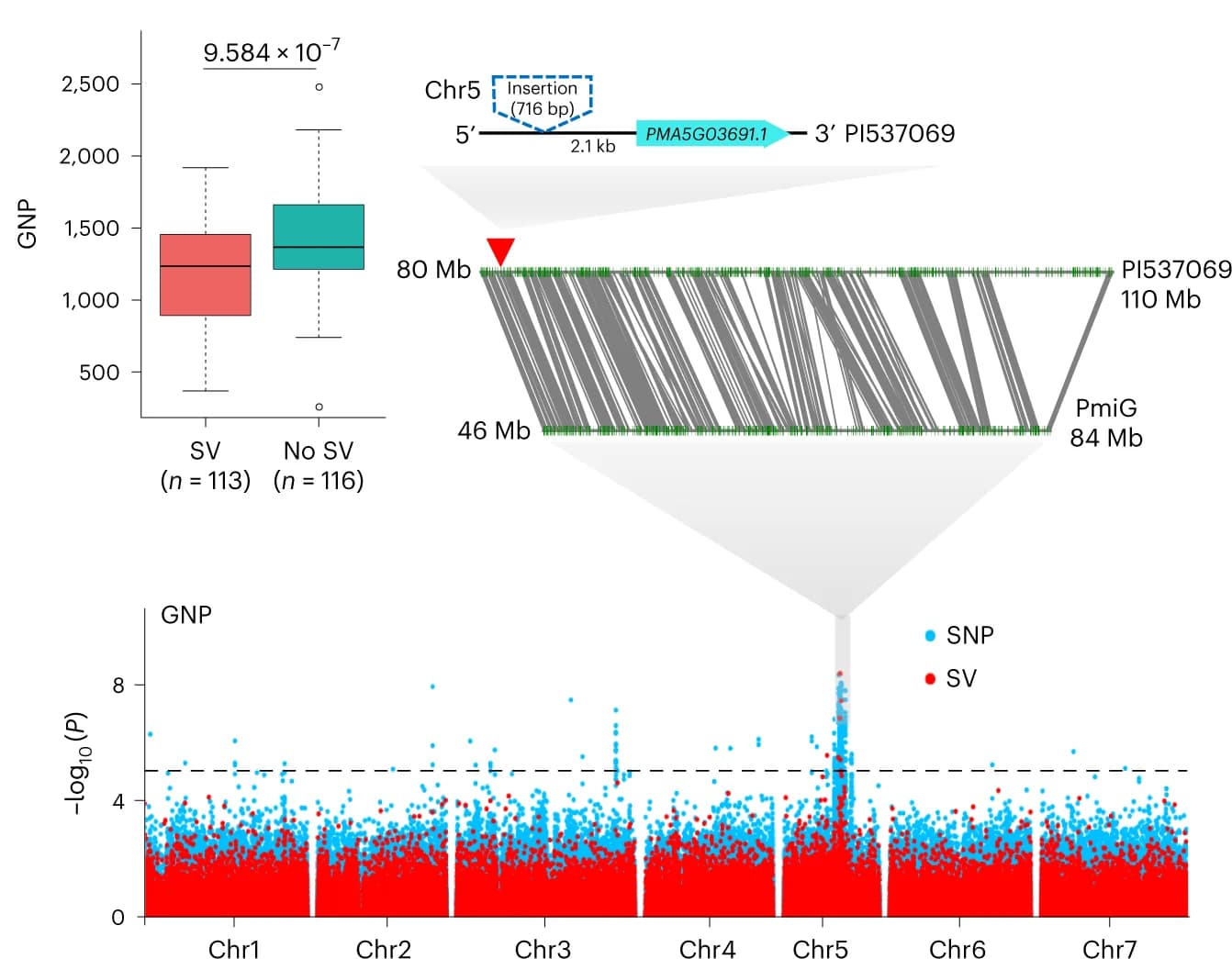 Open access visualization of Manhattan Plot, Box Plot, PAVGWAS, SVs, GNP Trait