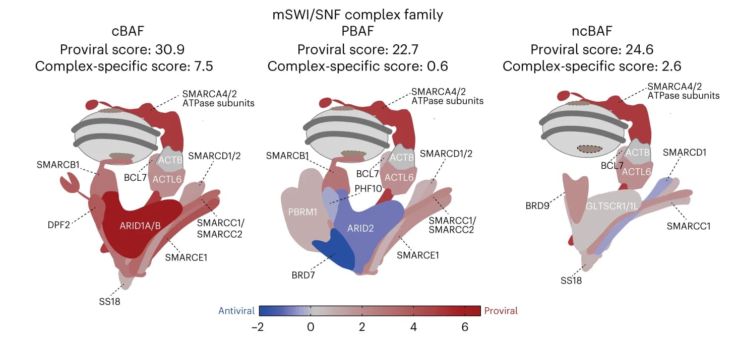 Open access visualization of Illustration, mSWI/SNF Family Complexes, cBAF, PBAF, ncBAF