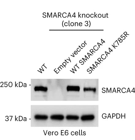 Open access visualization of Gel, Immunoblot, SMARCA4 Knockout Vero E6 Cells, Empty Vector, WT SMARCA4