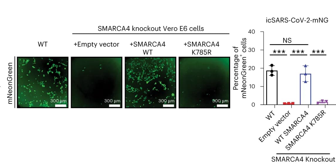 Open access visualization of Bar Plot, Error Bars, Microscopy, SMARCA4 Knockout-complemented, WT Vero E6 Cells