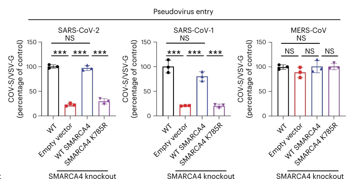 Open access visualization of Bar Plot, Error Bars, SMARCA4 Knockout-complemented, WT Vero E6 Cells, VSV Pseudovirus
