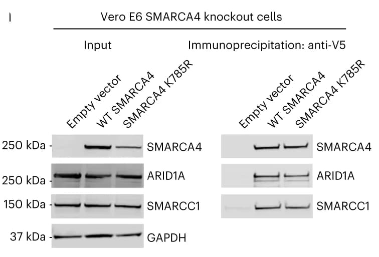 Open access visualization of Gel, Immunoblot, Nuclear Extract, V5 Immunoprecipitates, SMARCA4 Knockout Cells