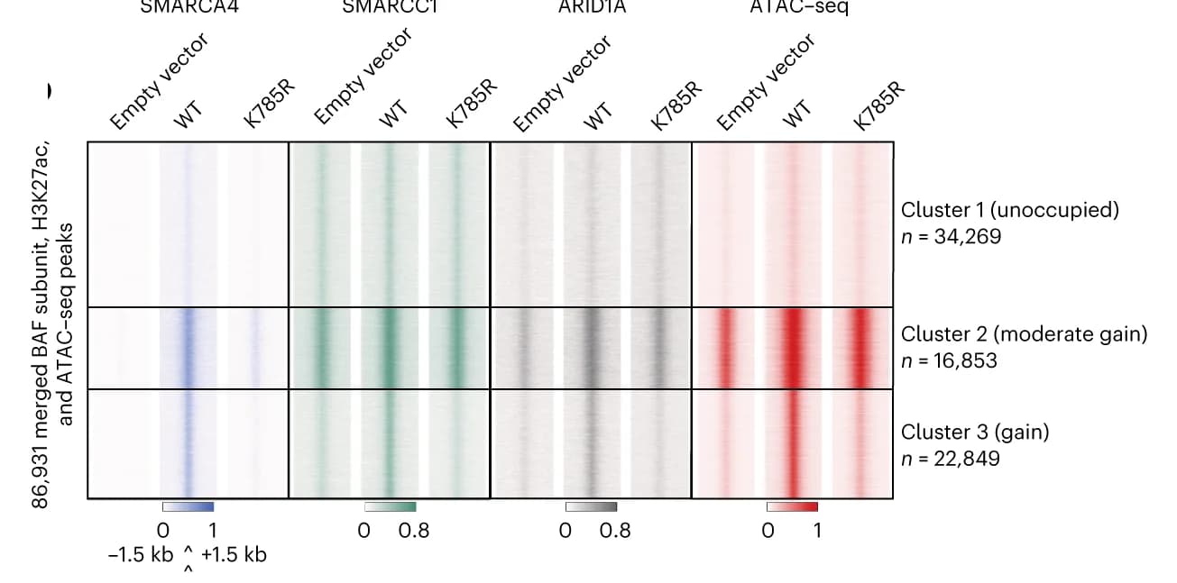 Open access visualization of Heatmap, Clustering Analysis, BAF Complex, SMARCA4, SMARCC1