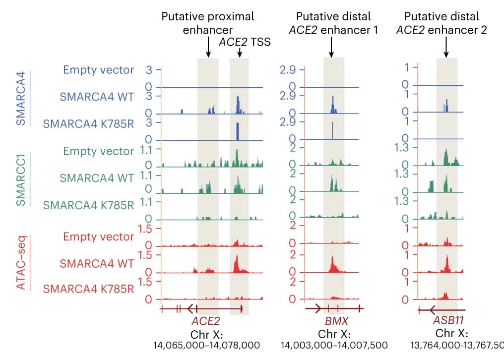 Open access visualization of Line Plot, ATAC-seq, ACE2, SMARCA4 Knockout Cells, Vero E6 Cells