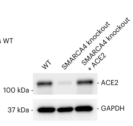 Open access visualization of Gel, Overexpression, hACE2, SMARCA4 Knockout Cells, Vero E6 Cells