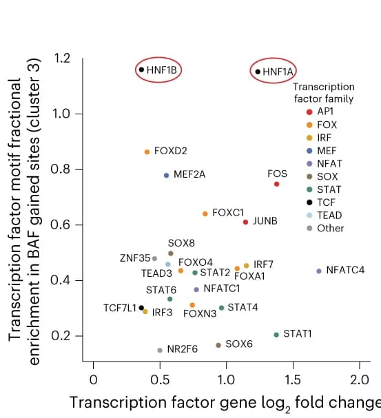 Open access visualization of Scatter Plot, Transcription Factor Motif Enrichment, BAF-occupied gained sites, Vero E6 SMARCA4 Knockout Cells, HNF1A