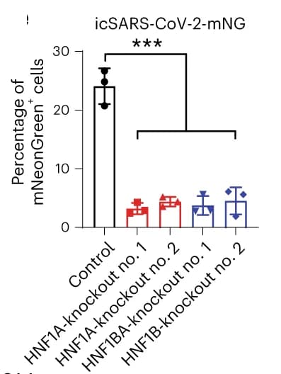 Open access visualization of Bar Plot, Error Bars, HNF1A/B Knockout, Vero E6 Cells, icSARS-CoV-2-mNG