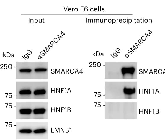 Open access visualization of Gel, Coimmunoprecipitation, SMARCA4, HNF1A, Nuclear Extracts
