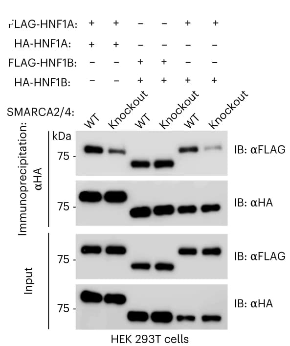 Open access visualization of Gel, Table Image, HNF1 Dimerization, Association Studies, SMARCA2/4 Double-Knockout