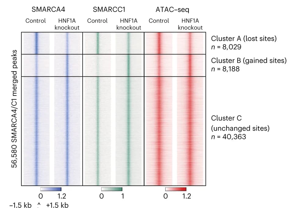 Open access visualization of Heatmap, SMARCA4, SMARCC1, C&T Peaks, ATAC-seq Peaks