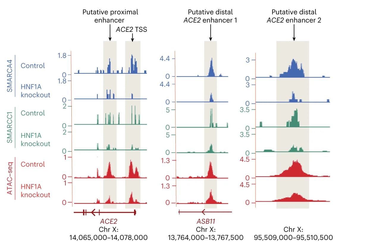 Open access visualization of Line Plot, Density Plot, C&T Tracks, ATAC-seq Tracks, ACE2 Locus