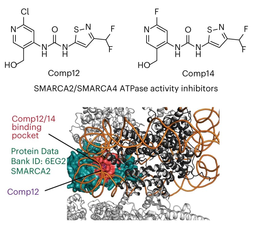 Open access visualization of Chemical Structure, Protein Structure, Chemical Structures, mSWI/SNF, SMARCA4/2 ATPase Inhibitors