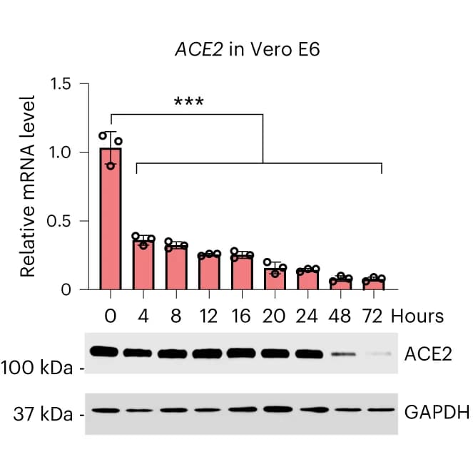 Open access visualization of Bar Plot, Error Bars, Gel, Vero E6 Cells, Comp12