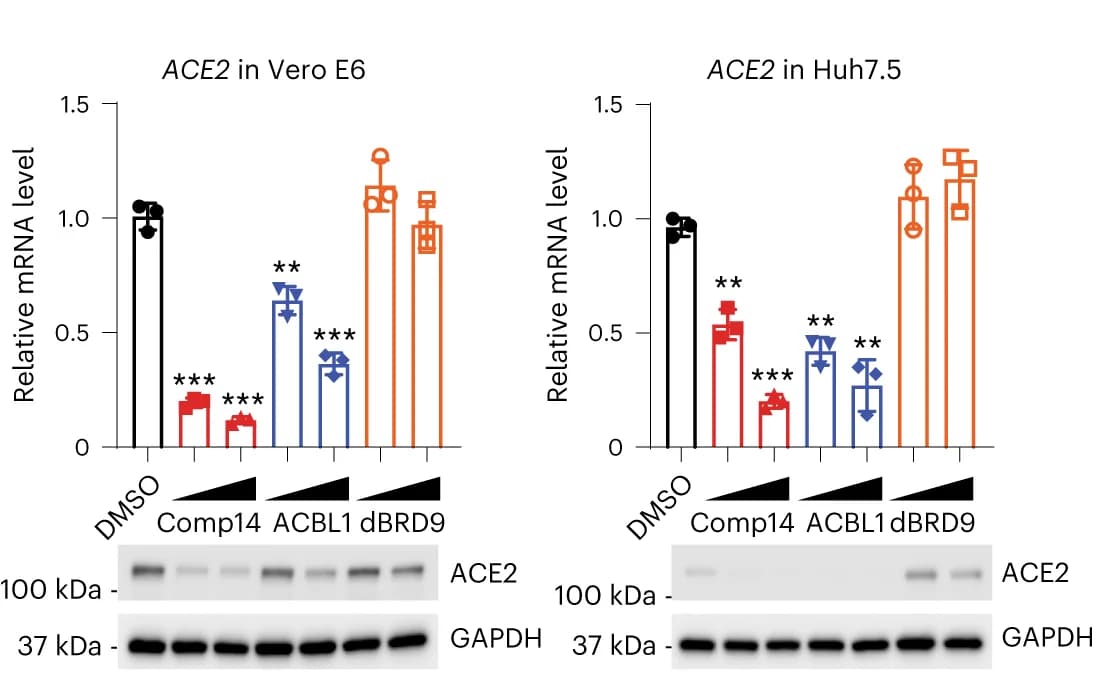 Open access visualization of Bar Plot, Error Bars, Photo, Gel, ACE2 Transcript Levels