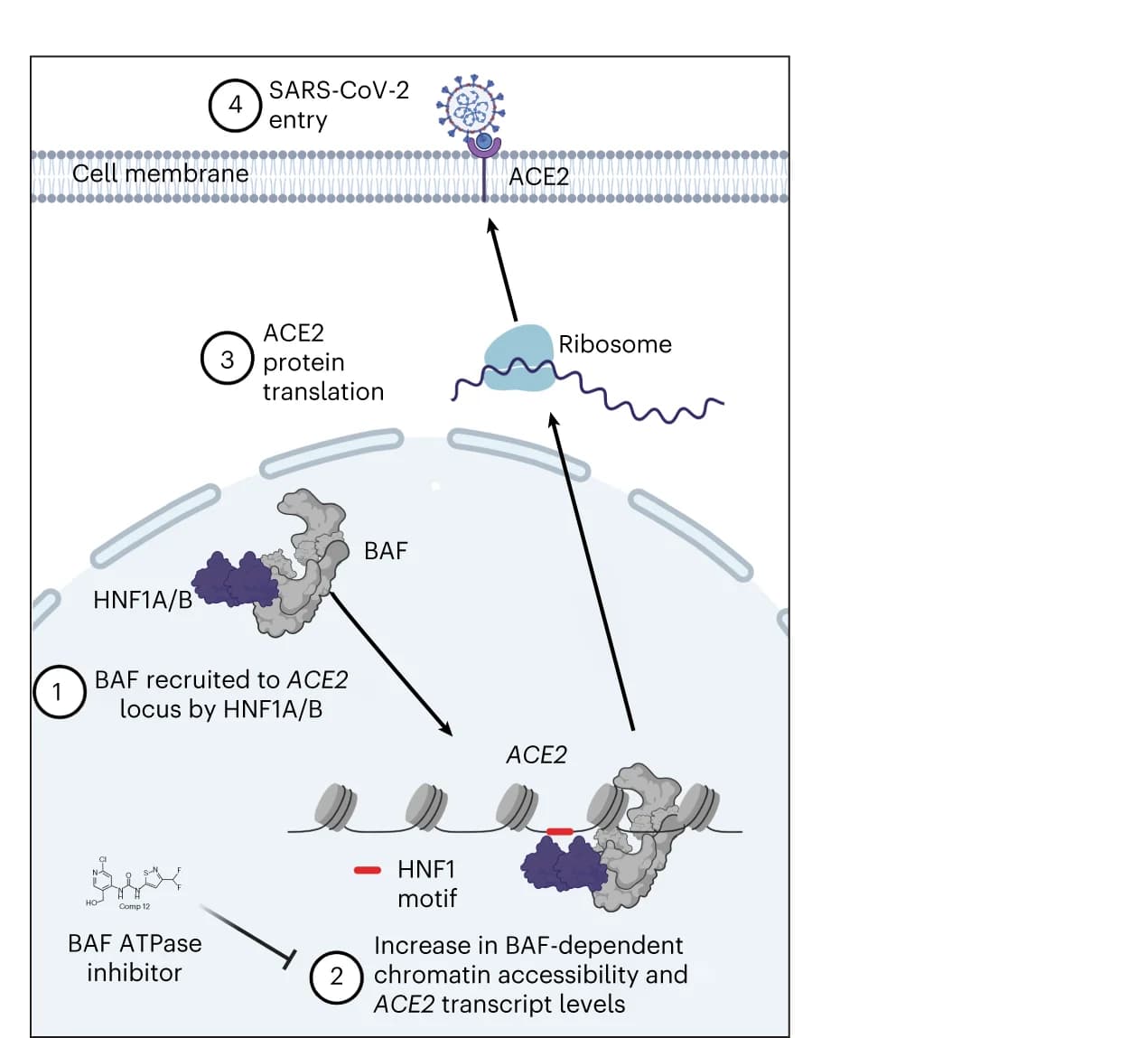 Open access visualization of Workflow, Illustration, mSWI/SNF Complex, ACE2 Expression, SARS-CoV-2 Entry