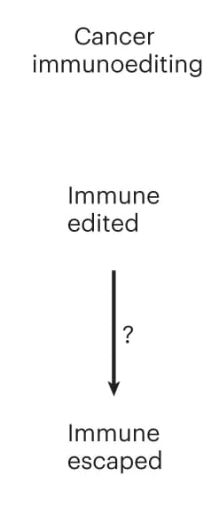 Open access visualization of Flowchart, Immune Selection, Clonal Growth, Immune-edited Tumors, Immune-escaped Tumors