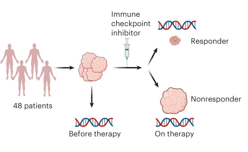 Open access visualization of Workflow, Flowchart, Illustration, Sequencing Data, ICI Treatment