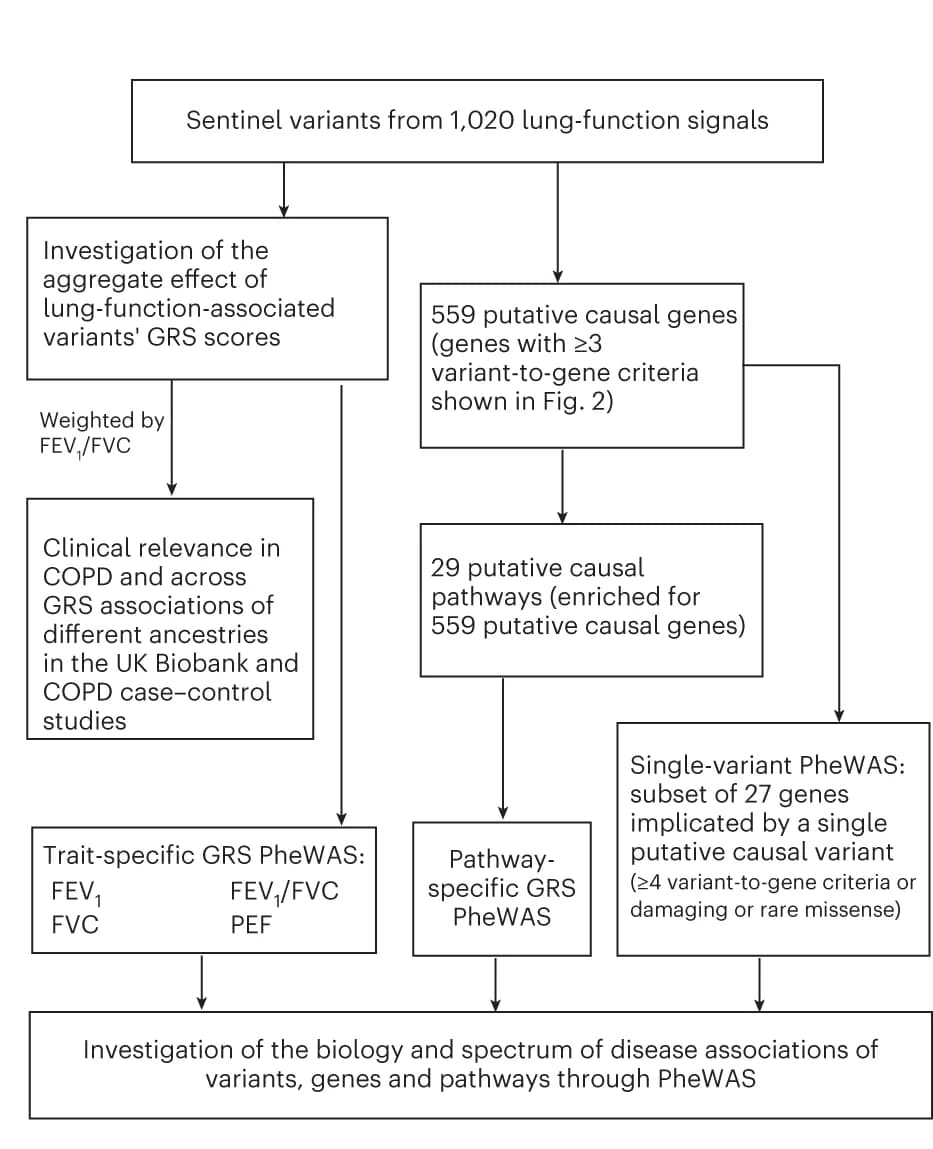 Open access visualization of Workflow, Flowchart, Pathway Analyses, GRS Analyses, PheWAS Studies
