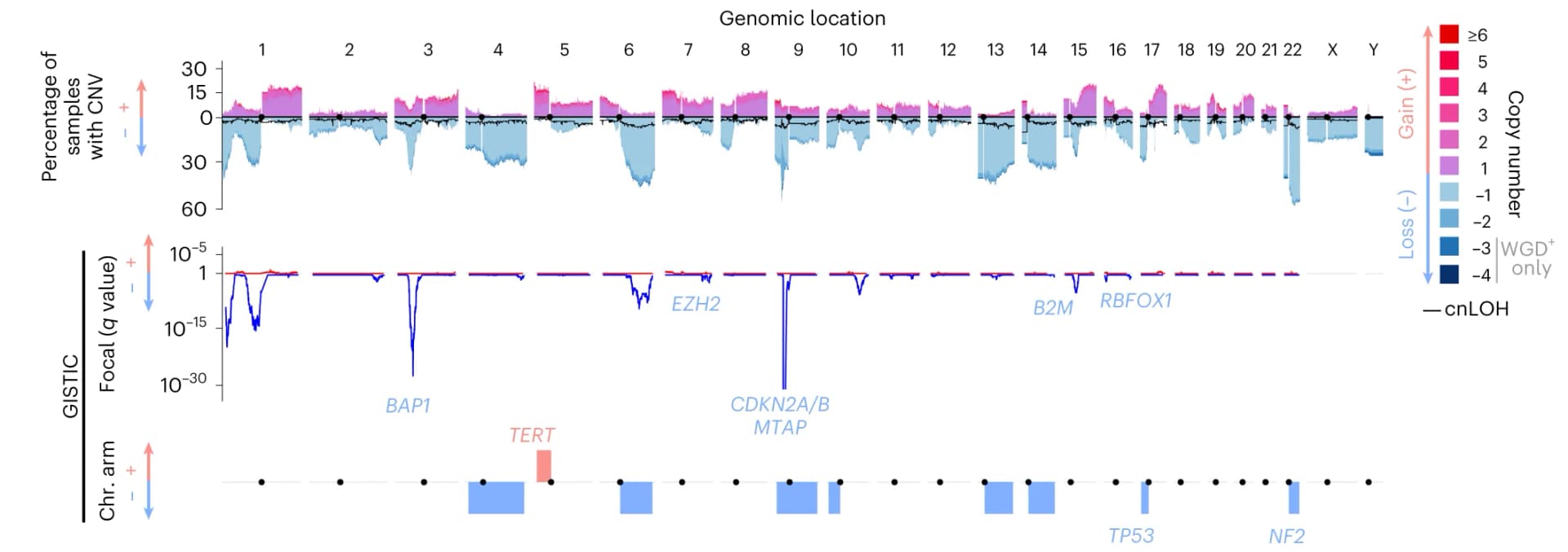 Open access visualization of Line Plot, Bar Plot, Copy Number Profile, GISTIC, Focal Peaks