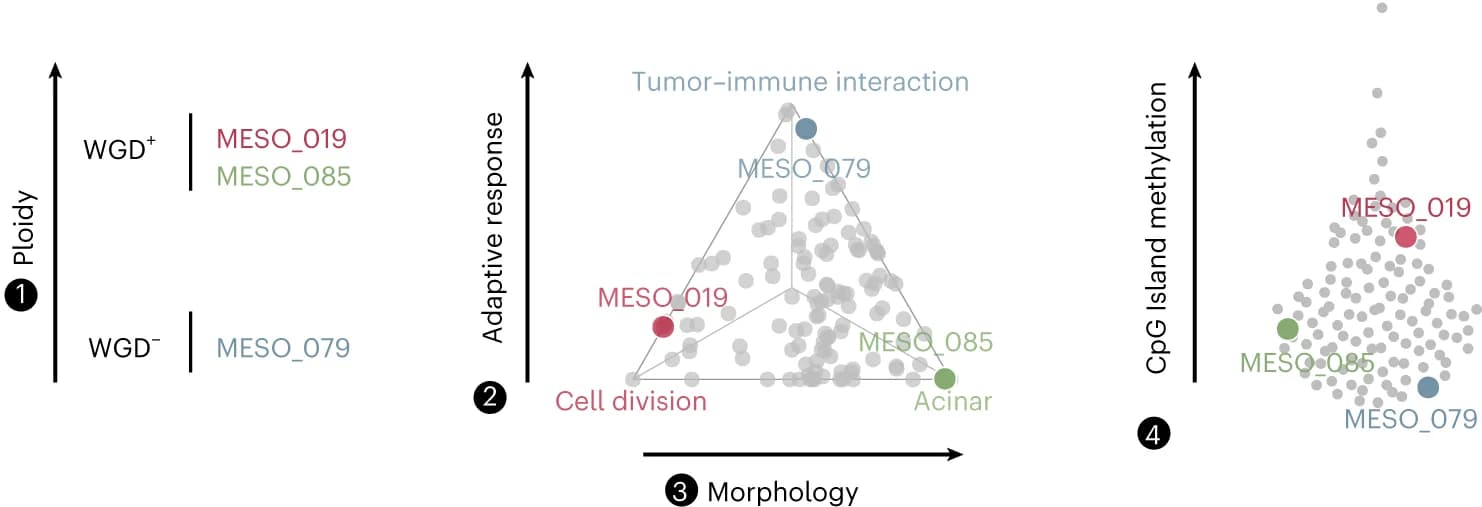 Open access visualization of Scatter Plot, Patients, Profiles, Morphomolecular Classification, WGD Status