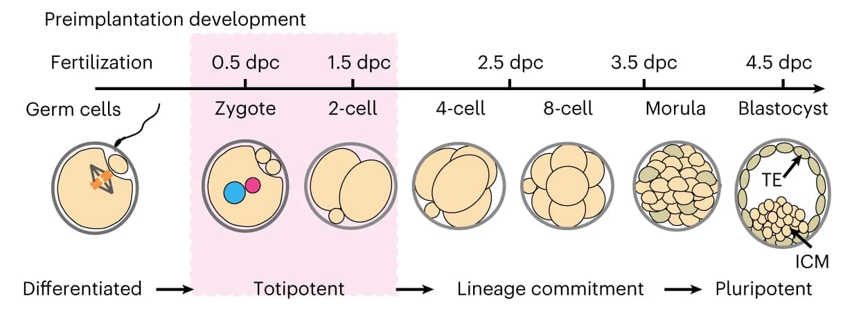 Open access visualization of Illustration, Workflow, Mouse, Preimplantation Development, Totipotency