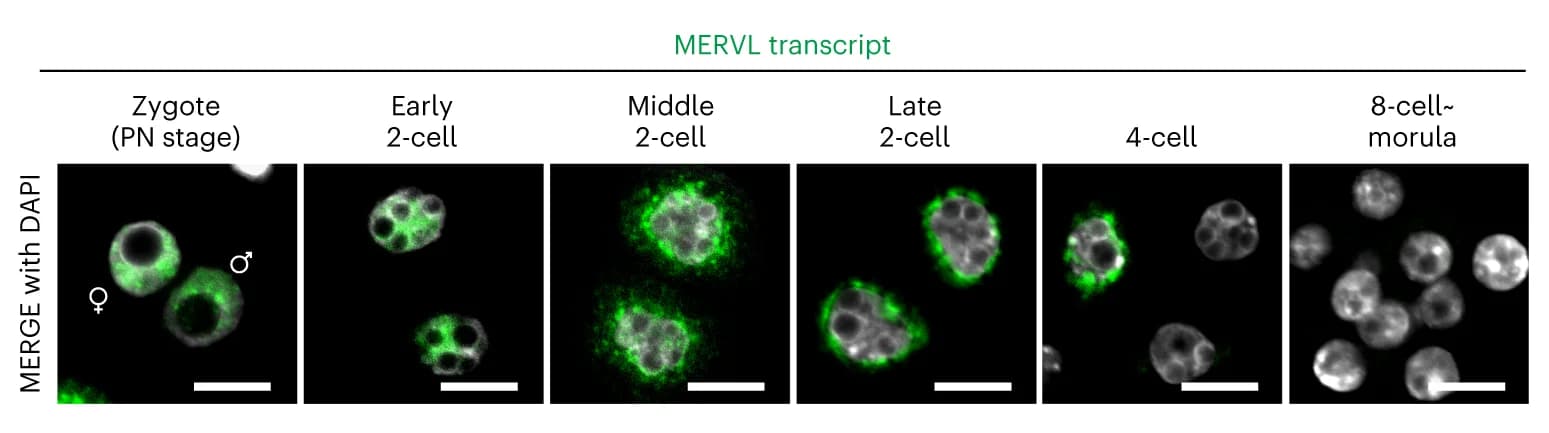 Open access visualization of Microscopy, SmFISH, MERVL RNA, DAPI, Preimplantation Development